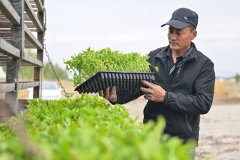 <b>机械化 智能化 从动化——新疆番茄财产成长一线</b>